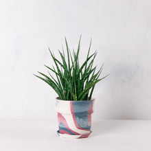 画像をギャラリービューアに読み込む, サンスベリア・ファーンウッド 5号 マーブル鉢カバーセット