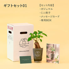 画像をギャラリービューアに読み込む, 【土を使わない観葉植物】テーブルプランツ ギフトセット(Table Plants)