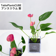 画像をギャラリービューアに読み込む, 【限定カラー】テーブルプランツ(TablePlants) アンスリウム ※土を使わない観葉植物