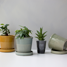 画像をギャラリービューアに読み込む, 【土を使わない観葉植物】テーブルプランツ(Table Plants)1品種×Sentir鉢セット