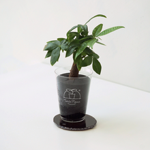 画像をギャラリービューアに読み込む, 【土を使わない観葉植物】 テーブルプランツ(Table Plants) ×カラフルCRYSTAL COASTERセット