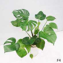 画像をギャラリービューアに読み込む, モンステラ・デリシオサ 8号 高さ約70cm〜80cm F4~5,7