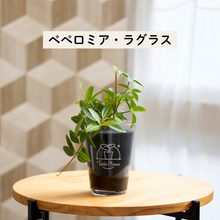 画像をギャラリービューアに読み込む, 【土を使わない観葉植物】テーブルプランツ(Table Plants) ペペロミア