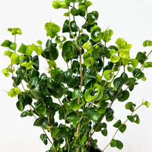 画像をギャラリービューアに読み込む, 【数量限定】フィカス・ベンジャミン バロック 5号