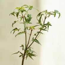 画像をギャラリービューアに読み込む, もみじのミニ盆栽 萬古焼鉢セット 3.5号 1鉢