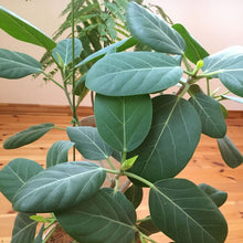 画像をギャラリービューアに読み込む, 【一点物】フィカス・ベンガレンシス 8号 高さ約150cm 沖縄の観葉植物 No.541