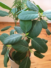 画像をギャラリービューアに読み込む, 【一点物】フィカス・ベンガレンシス 8号 高さ約140cm 沖縄の観葉植物 No.533