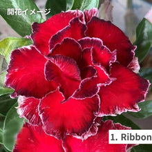 画像をギャラリービューアに読み込む, 【限定100個】アデニウム 抜き苗(裸株)