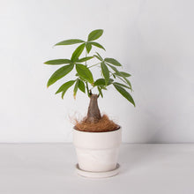 画像をギャラリービューアに読み込む, パキラ 4号 おしゃれな鉢カバーセット