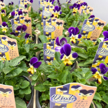画像をギャラリービューアに読み込む, 【予約商品:10/26発送】ビオラ・ブルーラビットイエローリップ 3号 4ポットセット
