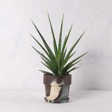 画像をギャラリービューアに読み込む, サンスベリア・シルバーニンフ 5号 マーブル鉢カバーセット