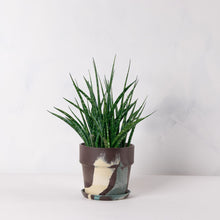 画像をギャラリービューアに読み込む, サンスベリア・ファーンウッド 5号 マーブル鉢カバーセット