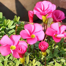 画像をギャラリービューアに読み込む, 【予約商品:1/16発送】オキザリス・もものかがやき 3.5号 3ポットセット