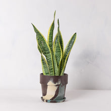 画像をギャラリービューアに読み込む, サンスベリア・ローレンティー(トラノオ) 5号 マーブル鉢カバーセット
