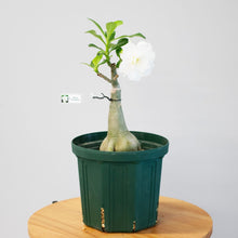 画像をギャラリービューアに読み込む, アデニウム・オベスム 6号