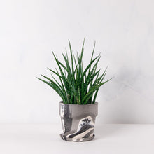 画像をギャラリービューアに読み込む, サンスベリア・ファーンウッド 5号 マーブル鉢カバーセット