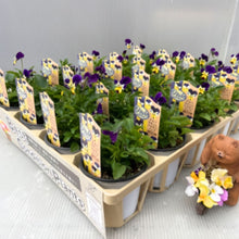 画像をギャラリービューアに読み込む, 【予約商品:10/26発送】ビオラ・ブルーラビットイエローリップ 3号 4ポットセット