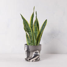 画像をギャラリービューアに読み込む, サンスベリア・ローレンティー(トラノオ) 5号 マーブル鉢カバーセット