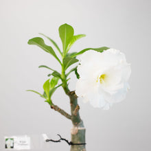 画像をギャラリービューアに読み込む, アデニウム・オベスム 6号