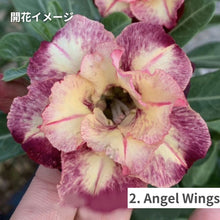 画像をギャラリービューアに読み込む, 【限定100個】アデニウム 抜き苗(裸株)