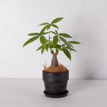 画像をギャラリービューアに読み込む, パキラ 4号 おしゃれな鉢カバーセット