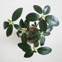 画像をギャラリービューアに読み込む, 【一点物】フランスゴム 8号 高さ約150cm 沖縄の観葉植物 No.527