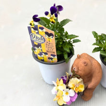 画像をギャラリービューアに読み込む, 【予約商品:10/26発送】ビオラ・ブルーラビットイエローリップ 3号 4ポットセット