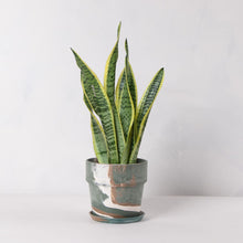 画像をギャラリービューアに読み込む, サンスベリア・ローレンティー(トラノオ) 5号 マーブル鉢カバーセット