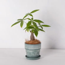 画像をギャラリービューアに読み込む, パキラ 4号 おしゃれな鉢カバーセット