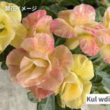 画像をギャラリービューアに読み込む, アデニウム・オベスム 4.5号