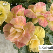 画像をギャラリービューアに読み込む, 【限定100個】アデニウム 抜き苗(裸株)