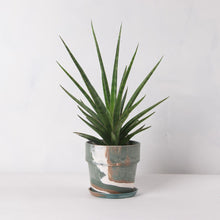 画像をギャラリービューアに読み込む, サンスベリア・シルバーニンフ 5号 マーブル鉢カバーセット