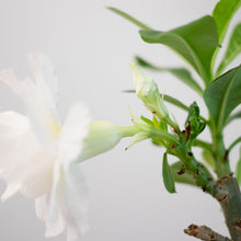 画像をギャラリービューアに読み込む, アデニウム・オベスム 6号
