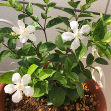 画像をギャラリービューアに読み込む, 【販売期間:6月11日まで】セイロンライティア 1鉢