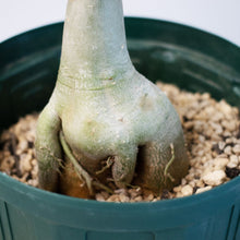 画像をギャラリービューアに読み込む, アデニウム・オベスム 6号