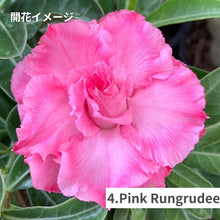 画像をギャラリービューアに読み込む, 【限定100個】アデニウム 抜き苗(裸株)