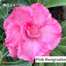 画像をギャラリービューアに読み込む, アデニウム・オベスム 6号