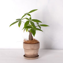 画像をギャラリービューアに読み込む, パキラ 4号 おしゃれな鉢カバーセット