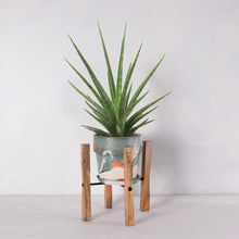 画像をギャラリービューアに読み込む, サンスベリア・シルバーニンフ 5号 マーブル鉢カバー&ポットスタンドセット