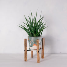 画像をギャラリービューアに読み込む, サンスベリア・ファーンウッド 5号 マーブル鉢カバー&ポットスタンドセット