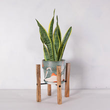 画像をギャラリービューアに読み込む, サンスベリア・ローレンティー(トラノオ) 5号 マーブル鉢カバー&ポットスタンドセット