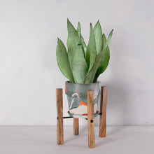 画像をギャラリービューアに読み込む, サンスベリア・ムーンシャイン 5号 マーブル鉢カバー&ポットスタンドセット
