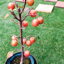 画像をギャラリービューアに読み込む, 【予約商品:9/15発送】リンゴ・長寿紅 1鉢