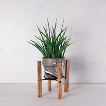 画像をギャラリービューアに読み込む, サンスベリア・ファーンウッド 5号 マーブル鉢カバー&ポットスタンドセット