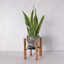 画像をギャラリービューアに読み込む, サンスベリア・ローレンティー(トラノオ) 5号 マーブル鉢カバー&ポットスタンドセット