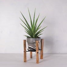 画像をギャラリービューアに読み込む, サンスベリア・シルバーニンフ 5号 マーブル鉢カバー&ポットスタンドセット