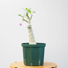 画像をギャラリービューアに読み込む, アデニウム・オベスム 6号