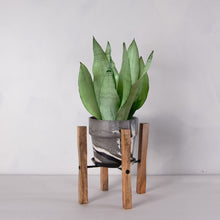 画像をギャラリービューアに読み込む, サンスベリア・ムーンシャイン 5号 マーブル鉢カバー&ポットスタンドセット