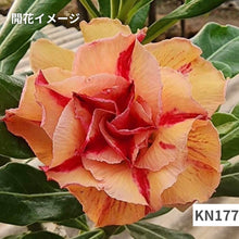 画像をギャラリービューアに読み込む, アデニウム・オベスム 4.5号