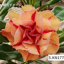 画像をギャラリービューアに読み込む, 【限定100個】アデニウム 抜き苗(裸株)